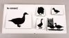 canard, dindon, caneton, jars