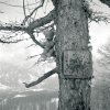 aux arbres qu'il prend pour cible