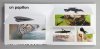 Pages 11-12
