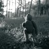 L'Ours vit dans les bois