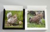 Pages 11 & 12 couleur