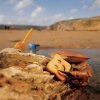 le crabe et mon goûter