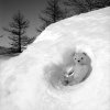 Dans mon igloo, l'hiver