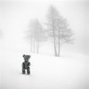 Et rêver dans le brouillard
