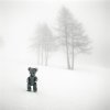 je rêve d'un brouillard épais