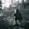 L'ours vit dans les bois