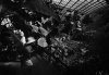 jungle tropicale