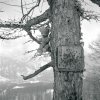 J'aime grimper aux arbres